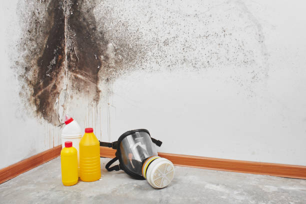 Best Residential Mold Removal  in Bayport, MN