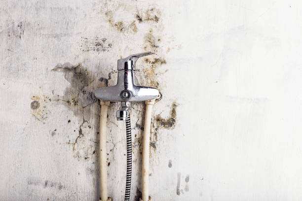 Best Local Mold Removal Service  in Bayport, MN