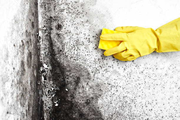 Attic Mold Removal in Bayport, MN
