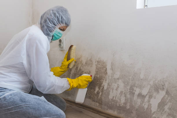 Best Mold Testing  in Bayport, MN