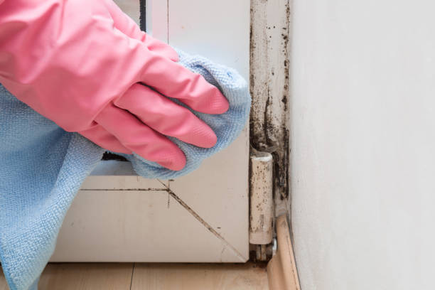 Best Attic Mold Removal  in Bayport, MN