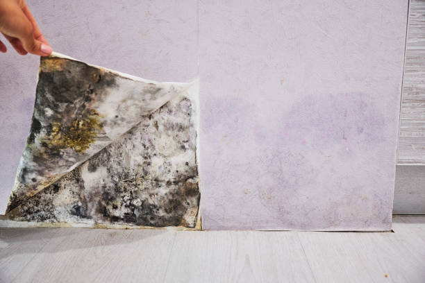 Best Black Mold Removal  in Bayport, MN